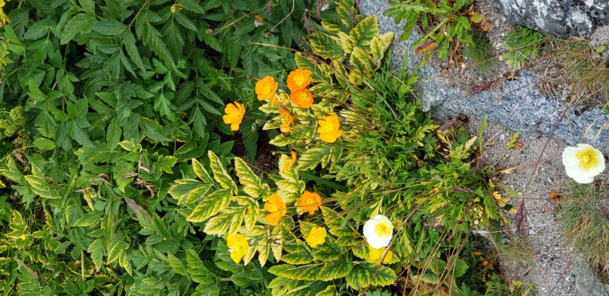 Papaver nudicaule plantplacesimage20190828_113335.jpg