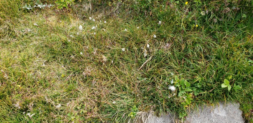 Eriophorum angustifolium plantplacesimage20190828_113722.jpg