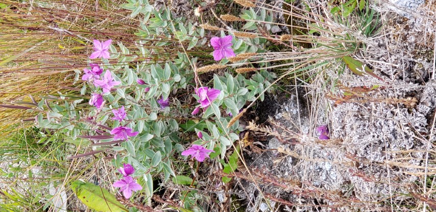 Chamerion latifolium plantplacesimage20190828_113748.jpg