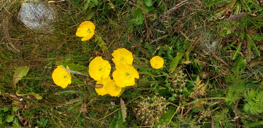 Papaver radicatum plantplacesimage20190828_114012.jpg