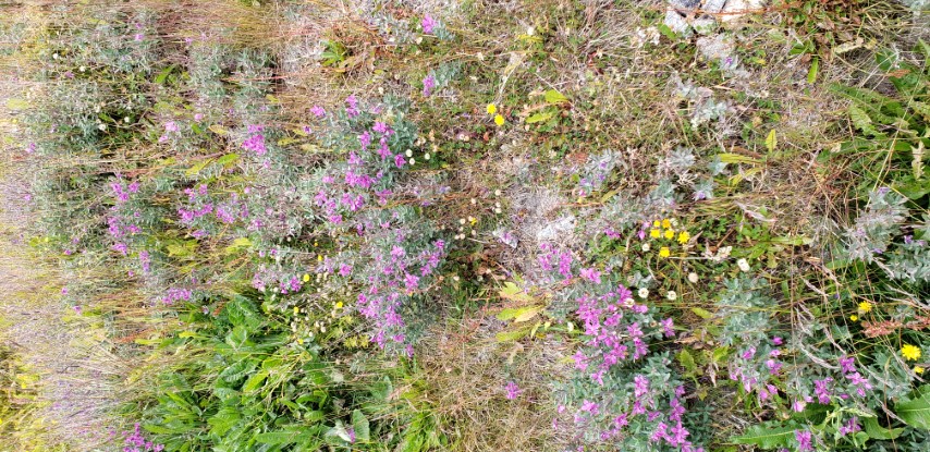 Chamerion latifolium plantplacesimage20190828_114230.jpg