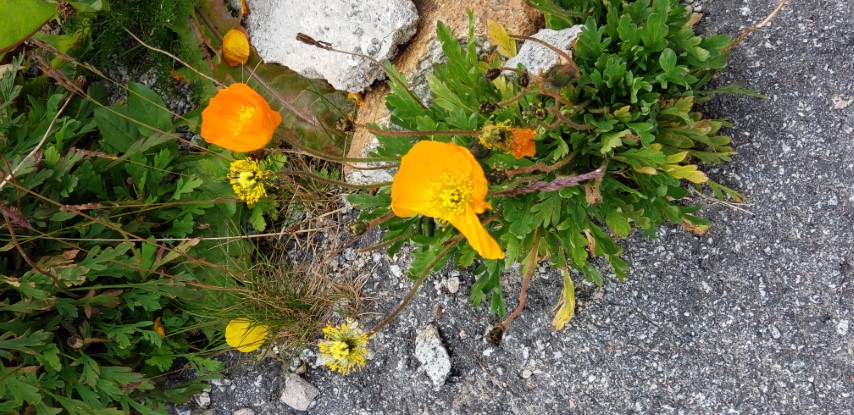 Papaver nudicaule plantplacesimage20190828_114512.jpg