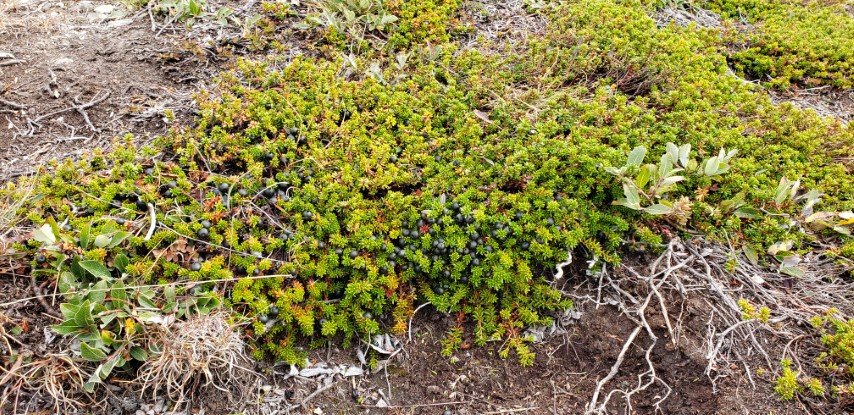 Empetrum nigrum plantplacesimage20190828_115013.jpg