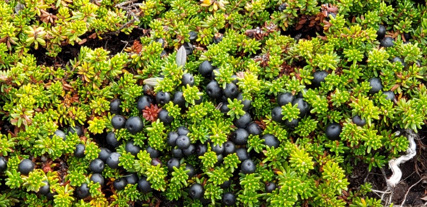 Empetrum nigrum plantplacesimage20190828_115027.jpg