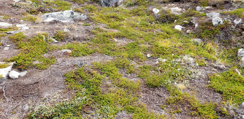 Empetrum nigrum plantplacesimage20190828_115045.jpg