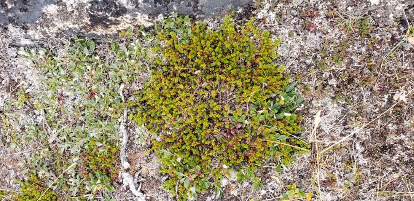 Empetrum nigrum plantplacesimage20190828_115501.jpg