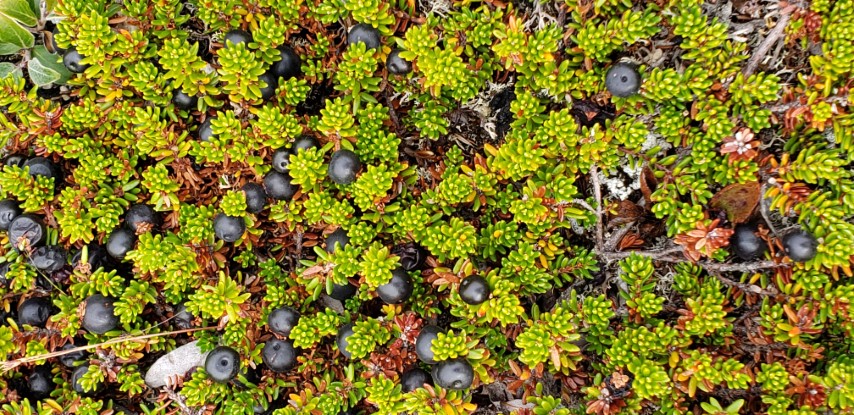 Empetrum nigrum plantplacesimage20190828_115518.jpg