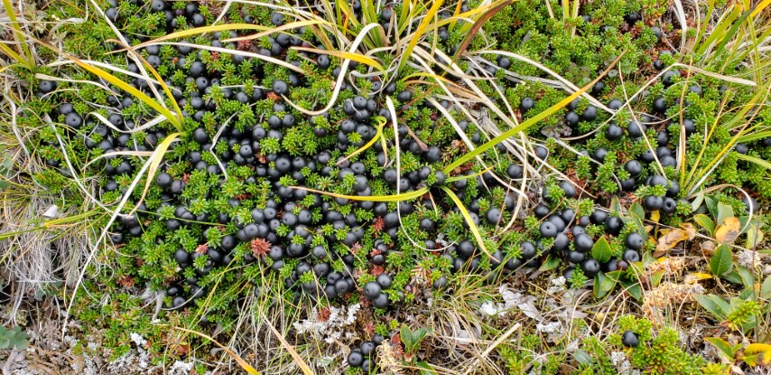 Empetrum nigrum plantplacesimage20190828_120304.jpg