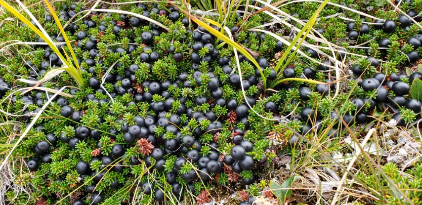 Empetrum nigrum plantplacesimage20190828_120838.jpg