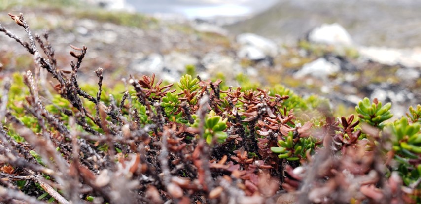 Empetrum nigrum plantplacesimage20190828_122620.jpg