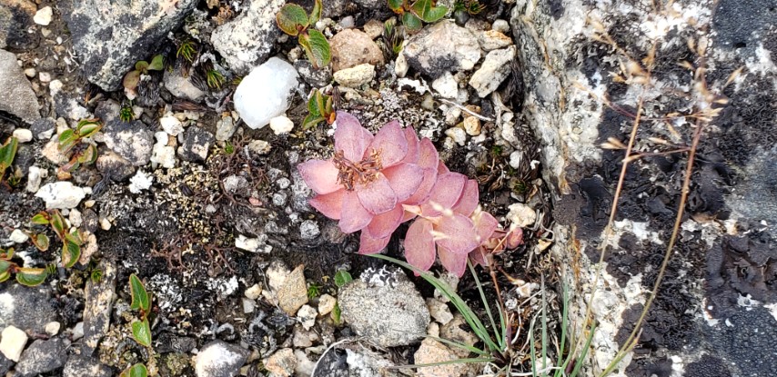 Rhodiola rosea plantplacesimage20190828_124317.jpg