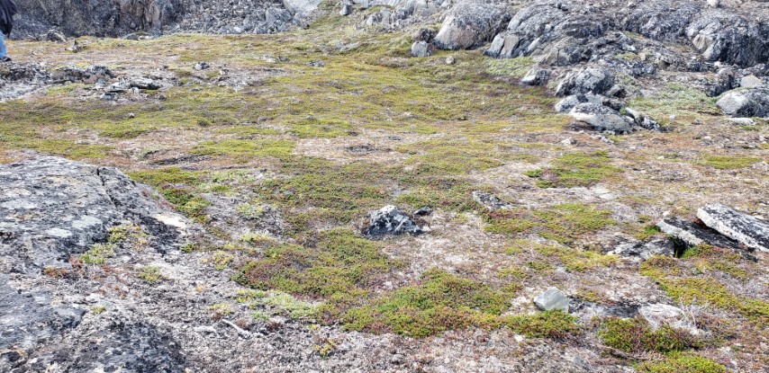 Empetrum nigrum plantplacesimage20190828_124813.jpg