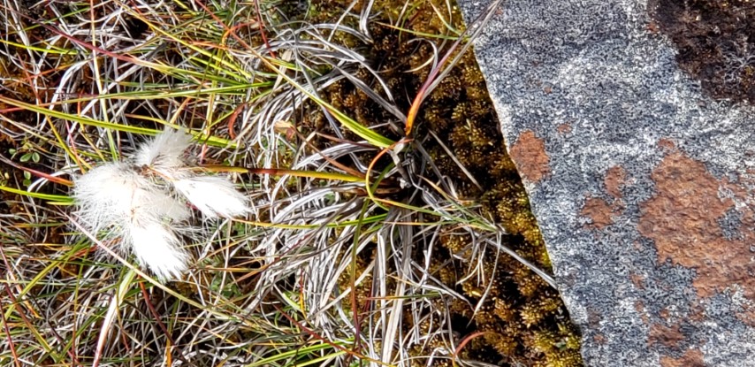 Eriophorum angustifolium plantplacesimage20190828_125039.jpg