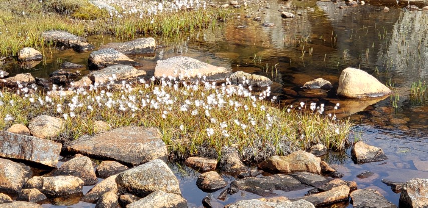 Eriophorum angustifolium plantplacesimage20190828_125949.jpg