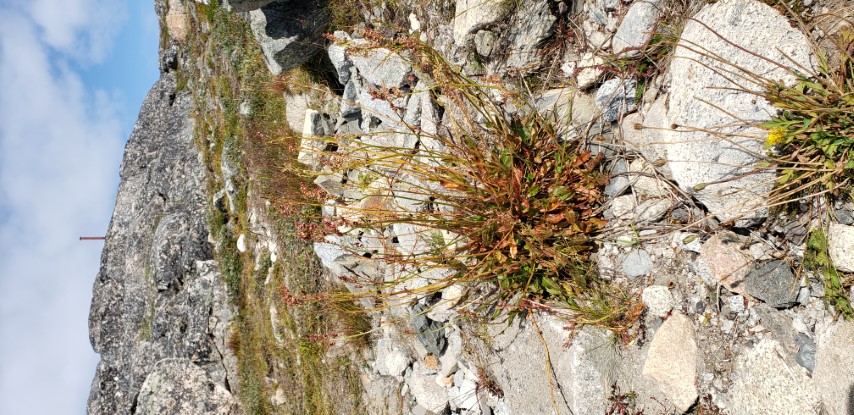 Rumex arcticus plantplacesimage20190828_131730.jpg