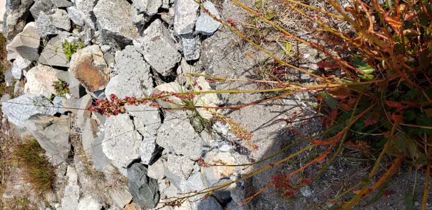 Rumex arcticus plantplacesimage20190828_131740.jpg