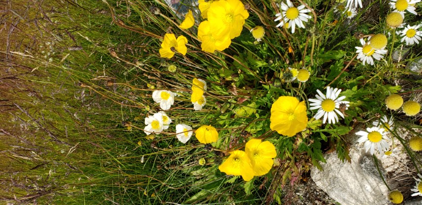 Papaver radicatum plantplacesimage20190828_132808.jpg