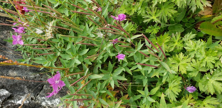 Chamerion latifolium plantplacesimage20190828_140459.jpg