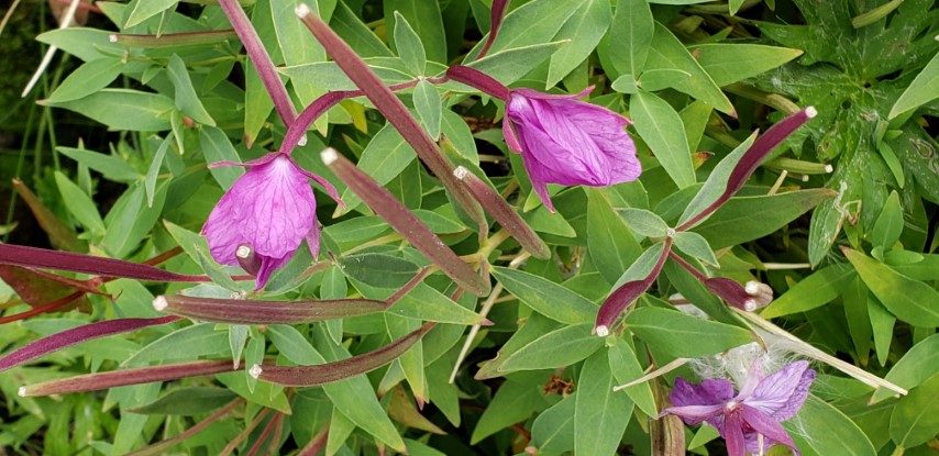 Chamerion latifolium plantplacesimage20190828_140509.jpg