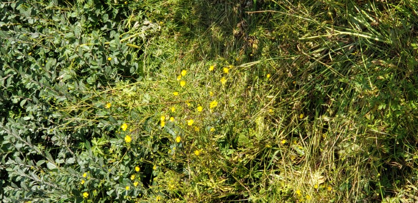 Ranunculus pedatifidus plantplacesimage20190829_111642.jpg