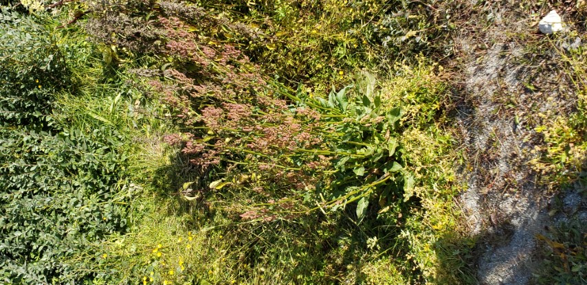 Rumex arcticus plantplacesimage20190829_111711.jpg