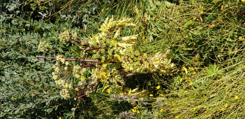Angelica archangelica plantplacesimage20190829_111731.jpg