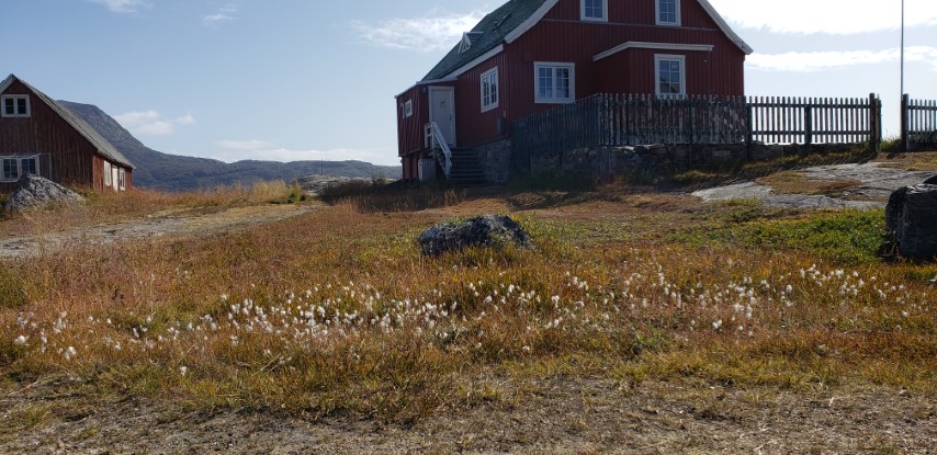 Eriophorum angustifolium plantplacesimage20190829_114112.jpg