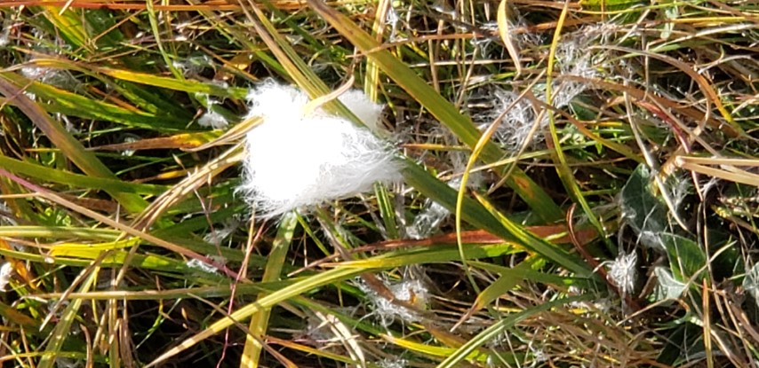 Eriophorum angustifolium plantplacesimage20190829_114127.jpg