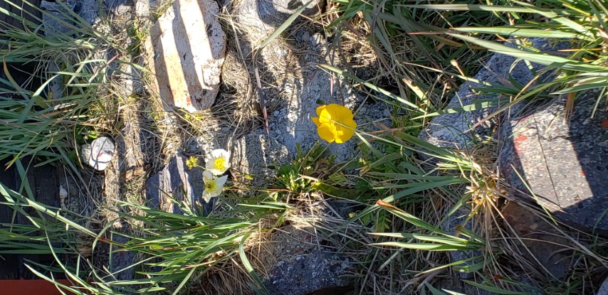 Papaver radicatum plantplacesimage20190829_142317.jpg