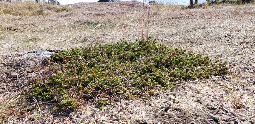 Empetrum nigrum plantplacesimage20190829_150216.jpg