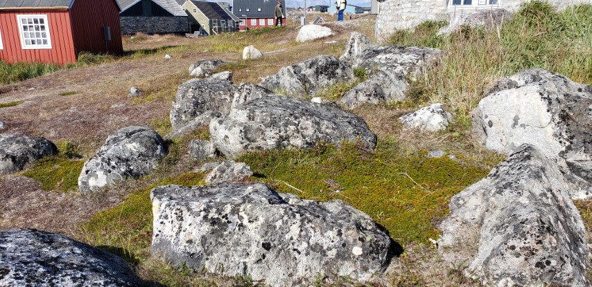 Empetrum nigrum plantplacesimage20190829_150513.jpg