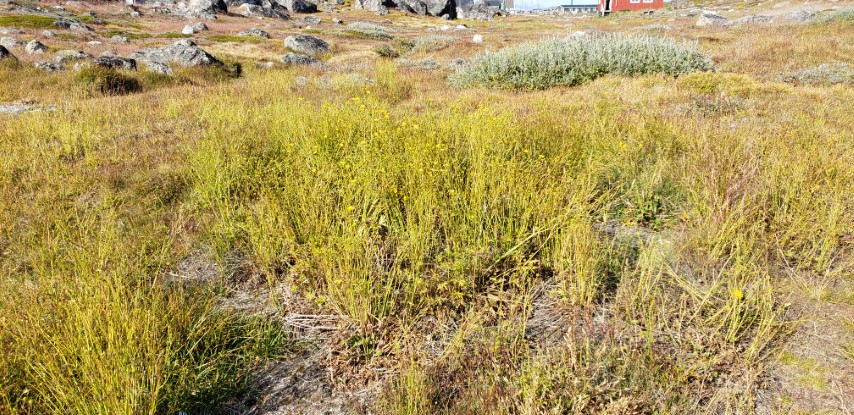 Ranunculus pedatifidus plantplacesimage20190829_154530.jpg