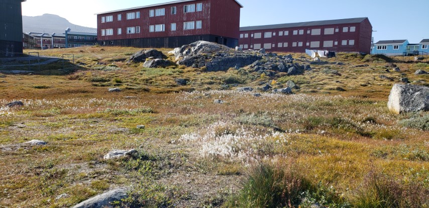 Eriophorum angustifolium plantplacesimage20190829_160240.jpg