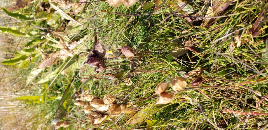 Lesquerella arctica plantplacesimage20190829_160424.jpg