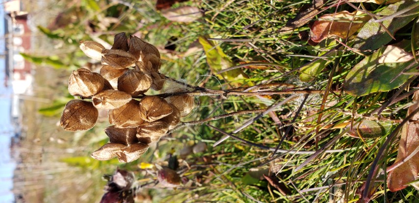 Lesquerella arctica plantplacesimage20190829_160438.jpg