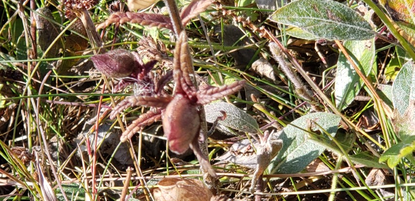 Lesquerella arctica plantplacesimage20190829_160539.jpg