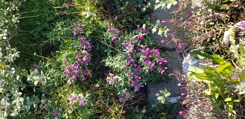 Chamerion latifolium plantplacesimage20190829_162259.jpg