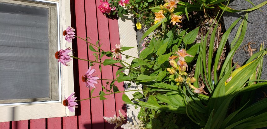 Echinacea purpurea plantplacesimage20190901_110216.jpg