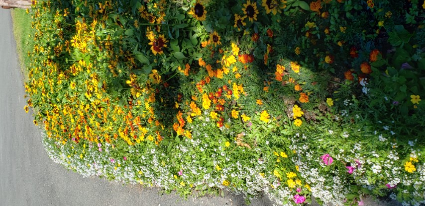 Calendula officinalis plantplacesimage20190901_112349.jpg