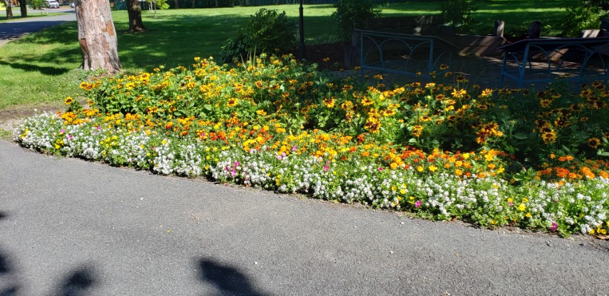 Calendula officinalis plantplacesimage20190901_112403.jpg