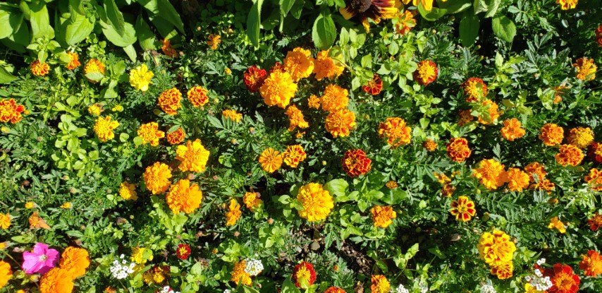 Calendula officinalis plantplacesimage20190901_112416.jpg