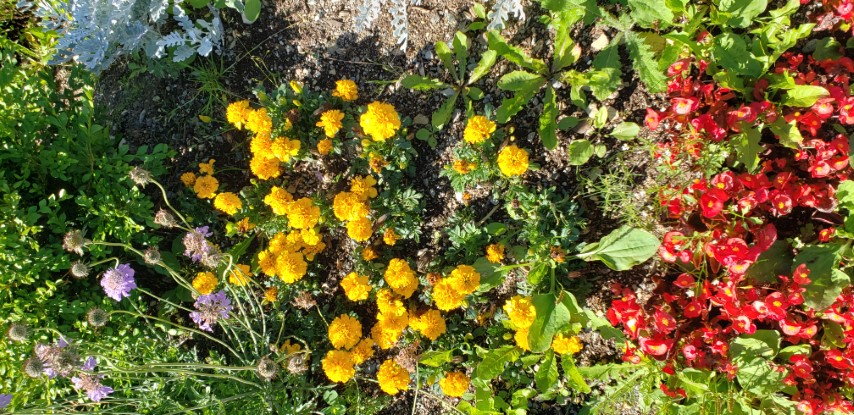 Calendula officinalis plantplacesimage20190901_115422.jpg