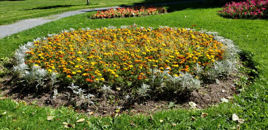 Calendula officinalis plantplacesimage20190901_115944.jpg