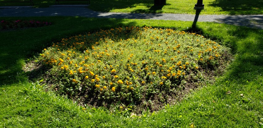 Calendula officinalis plantplacesimage20190901_120013.jpg