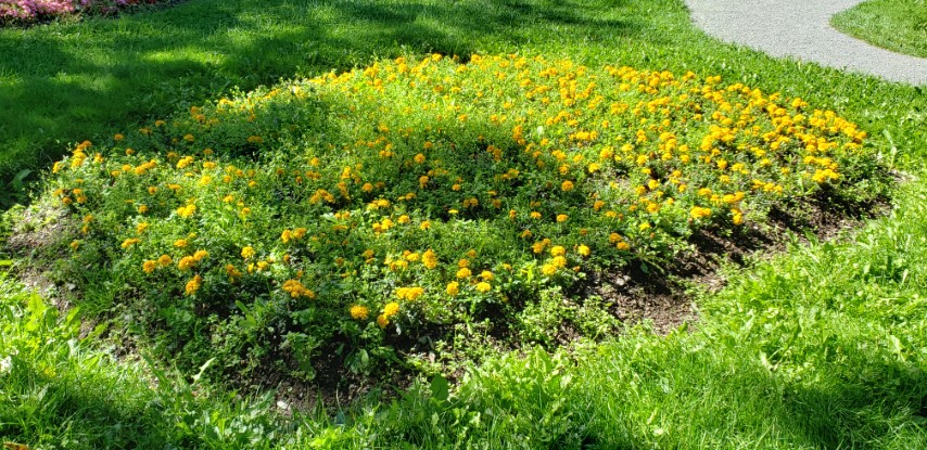 Calendula officinalis plantplacesimage20190901_120233.jpg