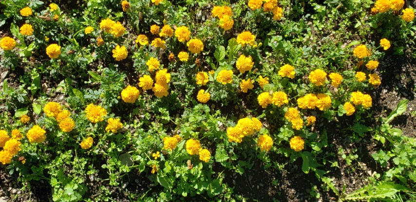 Calendula officinalis plantplacesimage20190901_120244.jpg