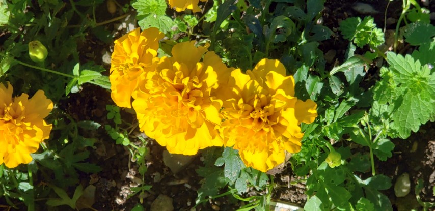 Calendula officinalis plantplacesimage20190901_120305.jpg