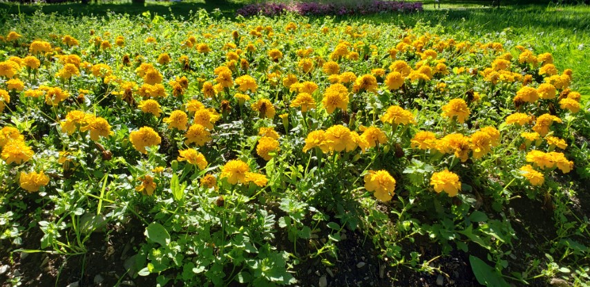 Calendula officinalis plantplacesimage20190901_120321.jpg