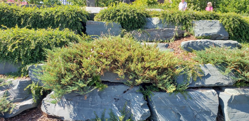 Juniperus horizontalis plantplacesimage20190901_124245.jpg