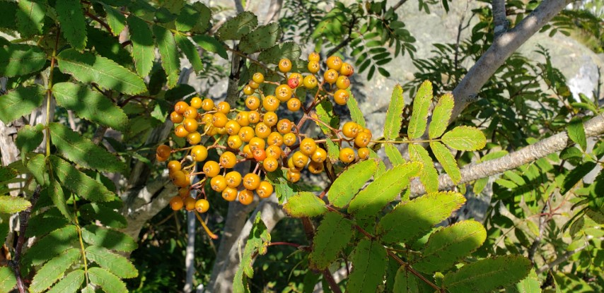 Sorbus americana plantplacesimage20190901_154612.jpg